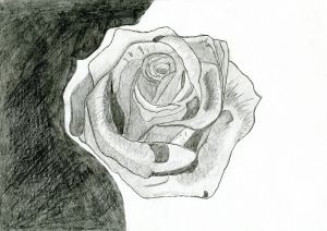 Dobročinný trh obrázků - Květ růže