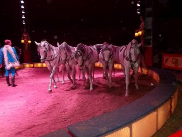 Pět krásných bílých koní